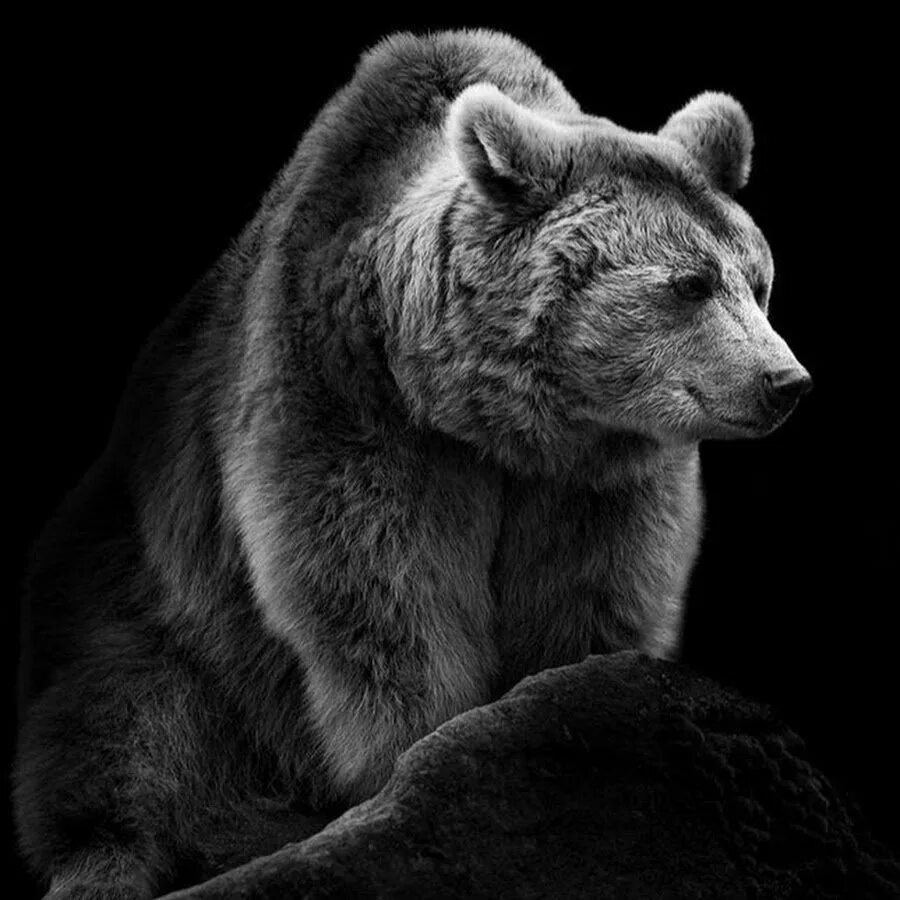 Черно белое изображение называется. Вольф адемайт. фотограф wolf ademeit. вышивка медведь гризли. животные на черном фоне.