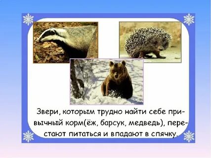 Сух сук нес барсук