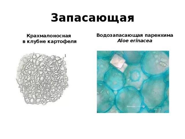 Выполняемая функция запасающая. Выполняемая функция запасающая. Белок казеин запасающая функции. Соединительные ткани строение клеток ткани. Запасающие ткани растений биология.
