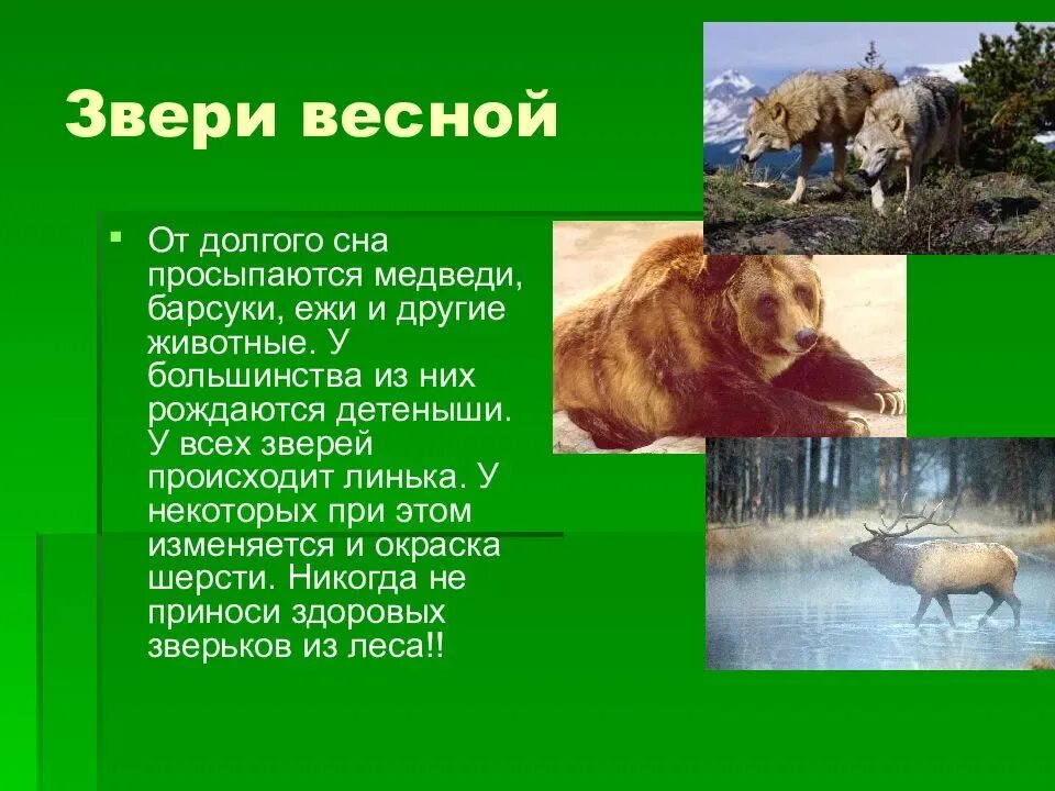 Сообщение на тему жизнь животных. Звери весной презентация. жизнь животных весной. изменения в жизни животных весной.