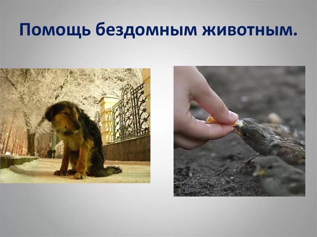 Милосердие к бездомным животным. Как помочь бездомным животным. Как помочьбедомным животным. Презентация на тему бездомные животные.