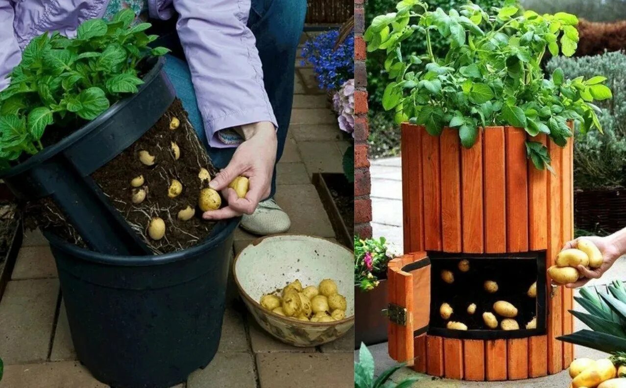Посадка картошки в домашних условиях. Огород в контейнерах и горшках. Вырастить картошку в ведре. Вертикальные грядки для картошки. Посадка картошки в ведрах.