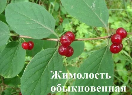 Волчья ягода фото и описание