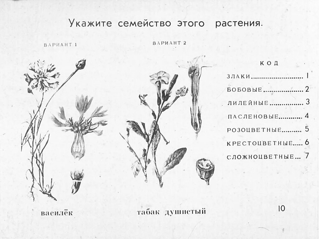 Контрольная по биологии семейства. Семейства цветковых растений. Растения различных семейств. Задание по семействам растений. Задание по теме семейства растений.