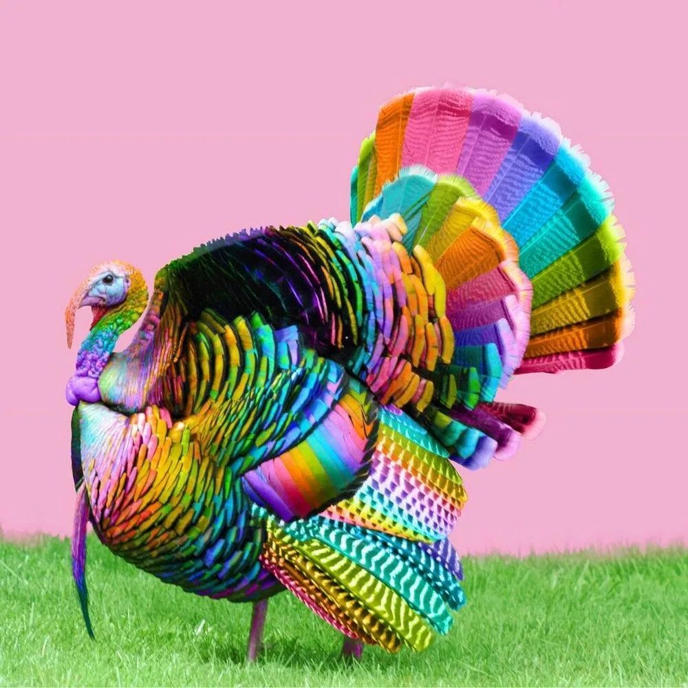 More animal colors