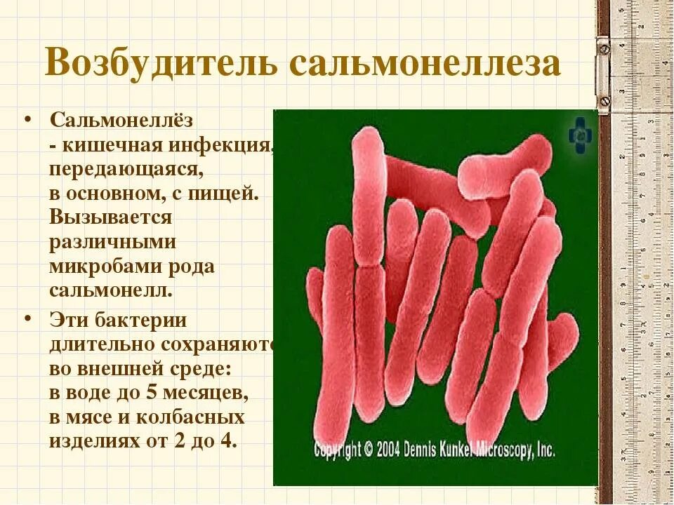 Сальмонелла форма бактерии. Кишечная палочка и сальмонелла. Форма палочки сальмонелла. Кишечная инфекция сальмонелла. Сальмонеллез передается каким