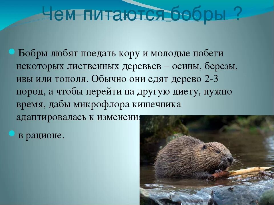 Текст про бобров. Доклад о бобре. Бобер презентация. Сообщение о бобрах. Презентация про Бобров.