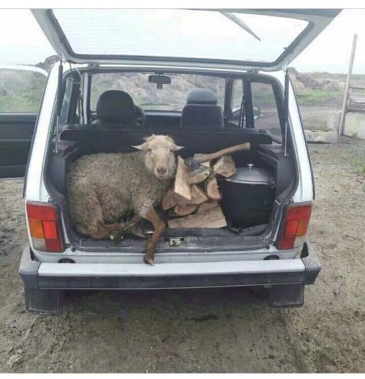 И я вывезу ее