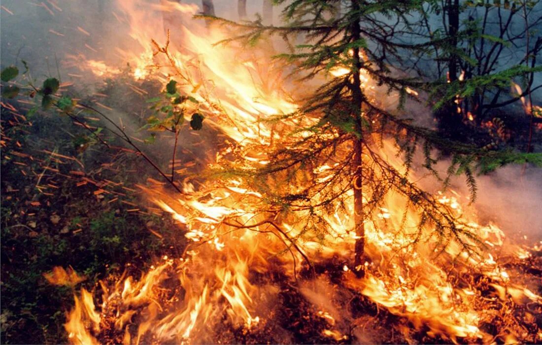 Пожары и т д в. Низовой Лесной пожар. Устойчивый низовой Лесной пожар. Лес в огне. Лесные пожары в России.