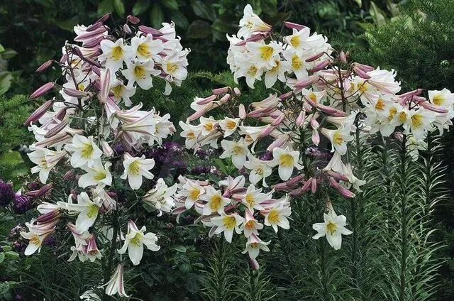 Datei:Lilium regale (03).JPG - Wikipedia