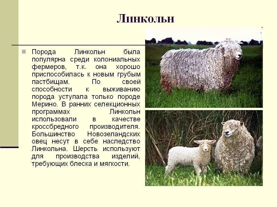 Какими бывают овцы