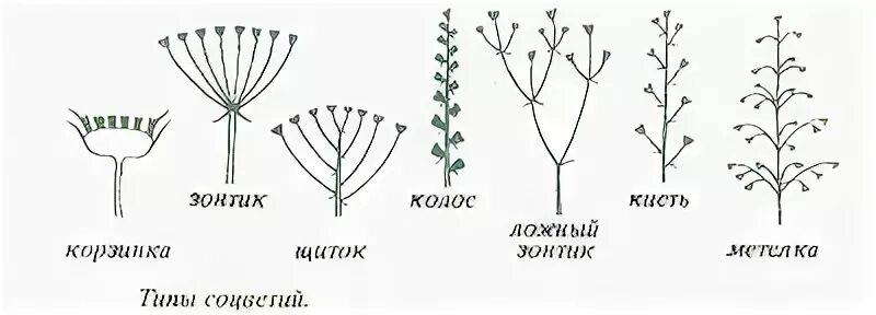 Схема соцветия ландыша. Типы соцветий. Виды соцветий схема. Типы соцветий рисунок.