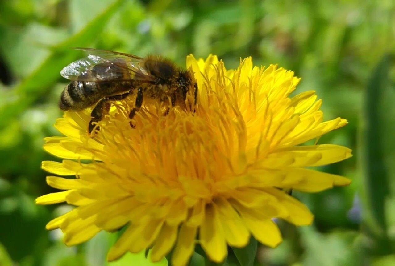 Растение много пыльцы. Пчелиная пыльца (Bee pollen). Пчела собирает пыльцу. Пчела собирает нектар. Пчелка в пыльце.