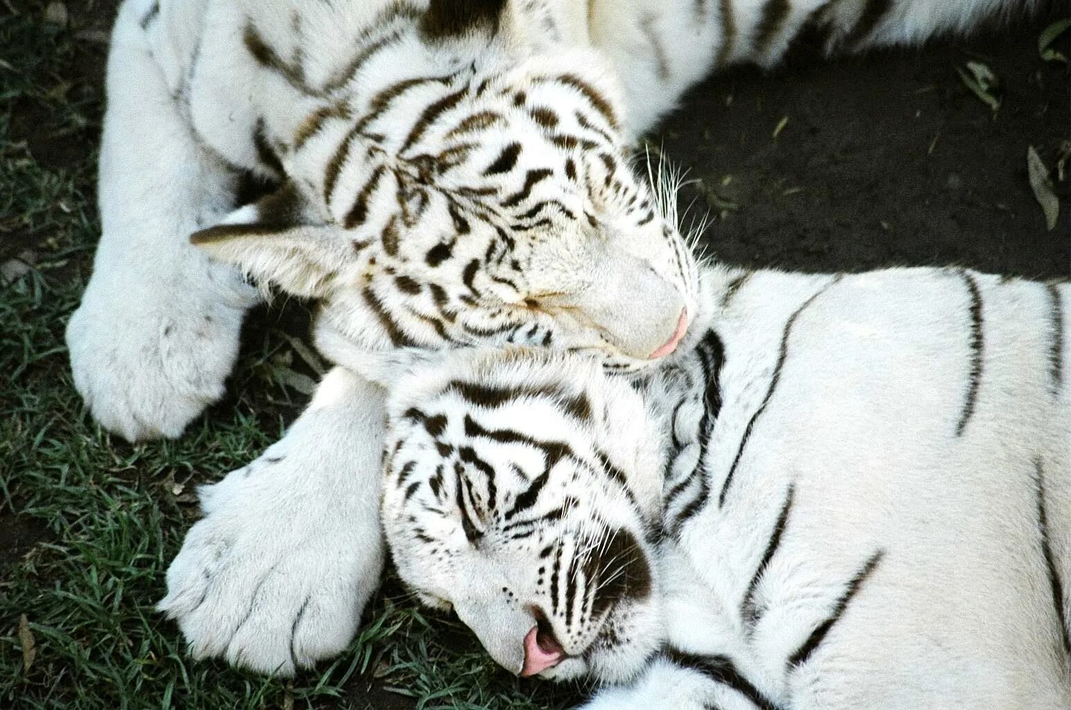 Какой тигр белый. Бенгальский тигр альбинос. Белый тигр роев ручей. Амурский тигр белый. Амурский тигр альбинос.