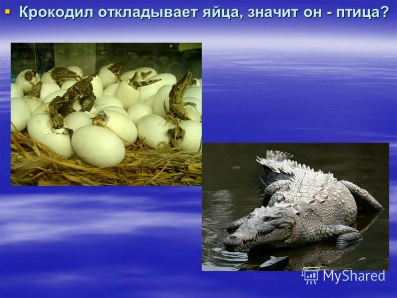 Почему птицы откладывают. Крокодилы яйца откладывают яйца. Крокодилиха откладывает яйца.