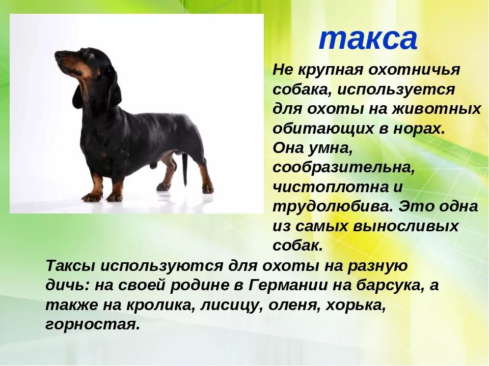 Такса собака описание. Такса порода собак описание. Рассказ о породе собак. Рассказы отпародах собак. Рассказы про породы