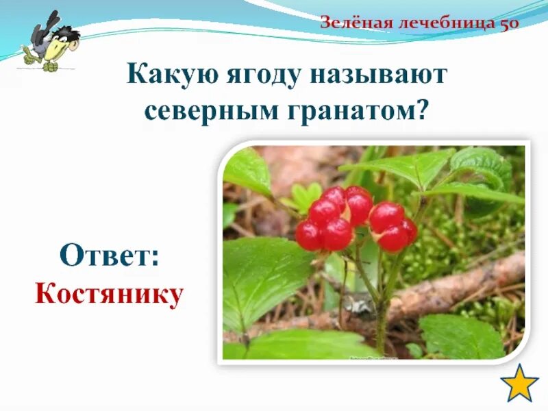 Ирга ягода. Костяника звездчатая. Женьшень panax. Ягоды какой корень. Дальневосточный дикий женьшень.