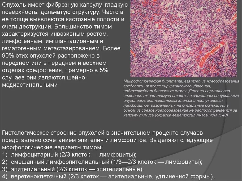 Дольчатое строение почек. Органы кроветворения и иммуногенеза. Ценовой мультипликатор. Миоэпителиальные клетки поджелудочной железы. Выводные протоки желчного пузыря и печени.