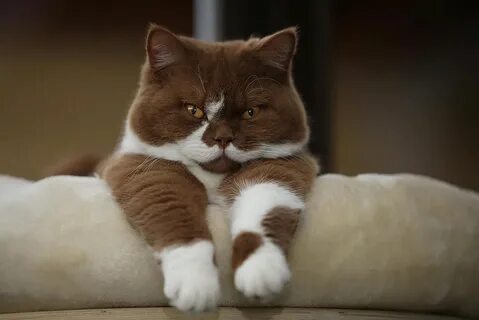 Котик мягенький