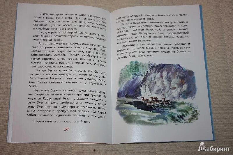 Рассказ стрижонок скрип автор астафьев. Астафьев в. "Стрижонок скрип". Рассказ Астафьева пищуженец. Иллюстрация к рассказу Стрижонок скрип.