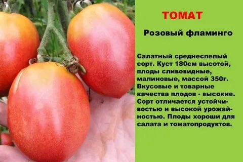Томаты розовый фламинго отзывы фото