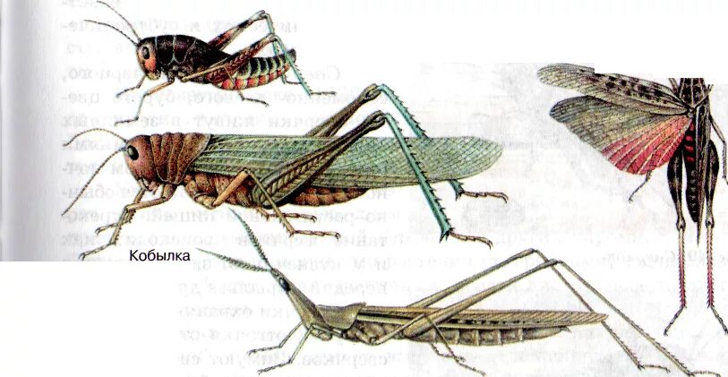 Саранча без метаморфоза. Отряды насекомых Прямокрылые. Прямокрылые анатомия. Прямокрылые Саранча. Самка и самец саранчи.