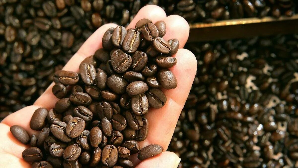 Зерна мокко. Кофе в зернах Yemen Mocca. Кофейные зерна растут. Кофейные Бобы. Кофе растет.