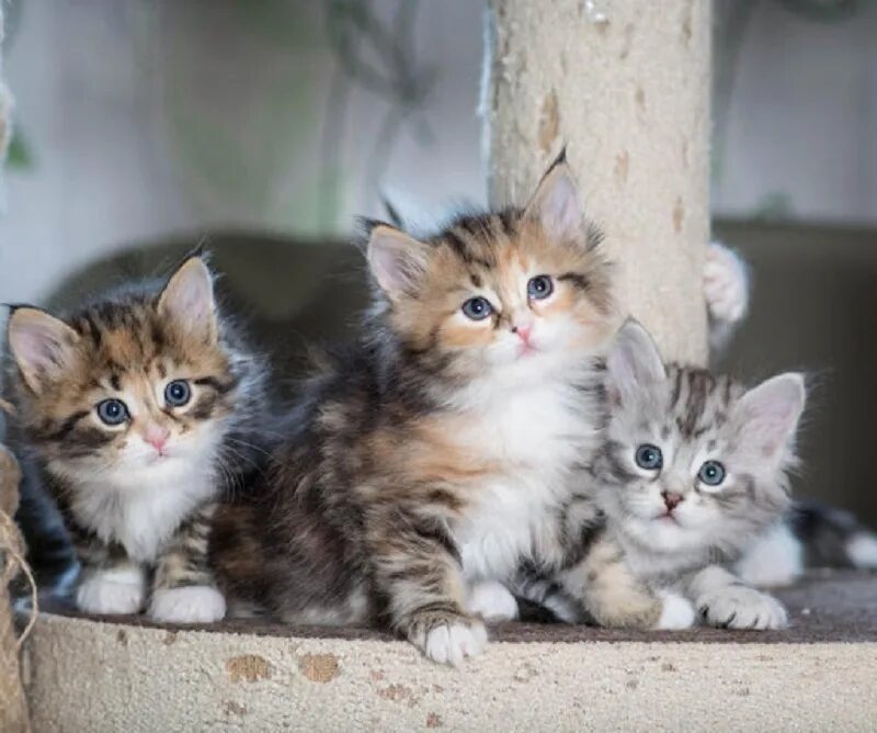 Кошки купить в московском. Сибирские котята. Сибирская кошка. Котята сибирской породы. Сибирская кошка Сибирская кошка котята.