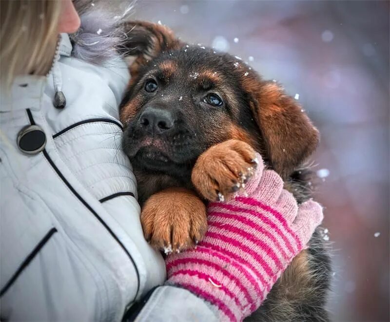 День когда стала собакой. Собака это счастье. Девушка с немецкой овчаркой. Всемирный день собак. Фотосессия с немецкой овчаркой.