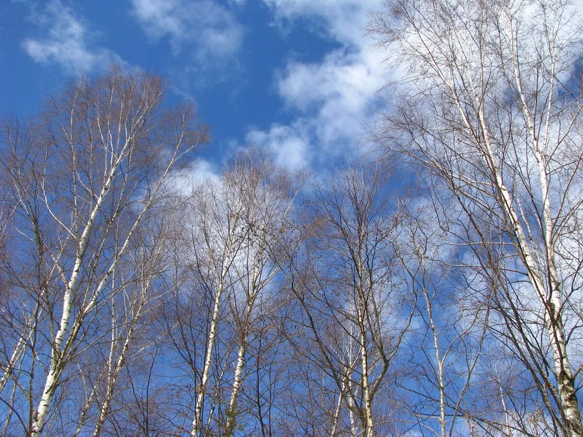 солнечный весенний день. небо весной. впр раннее весеннее утро в небе. весенняя природа. утро ранней весны.