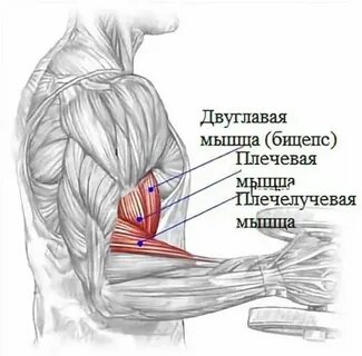Симулятор бицепса коды