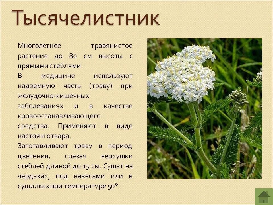 Тысячелистник лечебные свойства и применение. Тысячелистник лекарственный. тысячелистник обыкновенный трава. тысячелистник лекарственное растение. тысячелистник трава описание.