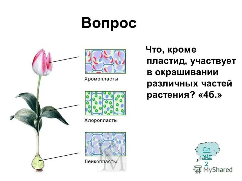 Растительный организм 9 класс. Растительный организм 9 класс