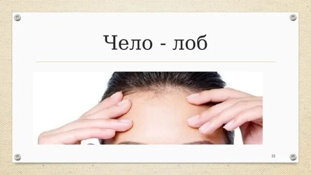 Что значит слово чело. Чело лоб. лоб картинка. чело-лоб картинка. чел слово.