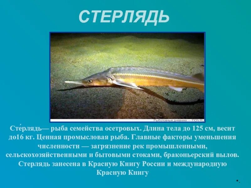Сибирский осетр описание. Стерлядь. Осетров рассказы. Осетр описание красная книга. Осетров рассказы.
