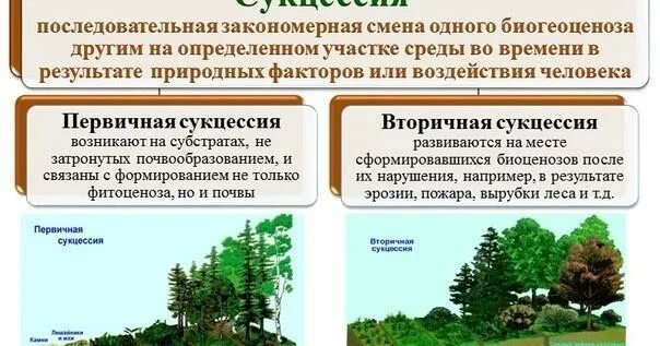 Из приведенного перечня выберите примеры иллюстрирующие сукцессии PPT Практическое занятие № 3 Экосистемы. Популяции. PowerPoint Presentation
