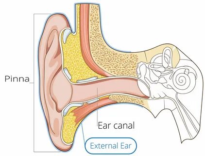 His ear