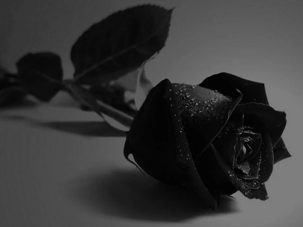 Черная розочка. Красивые черные розы. Красивый черный цвет.
