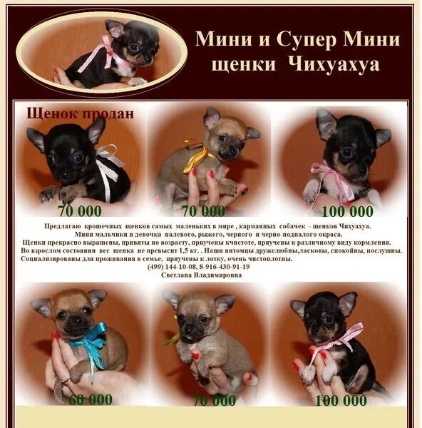 kamen obnovljivi vir Enako chihuahua puppy weight chart Širite pasu strani