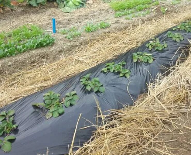 Спанбонд агроспан. М) г. Укрытие роз спанбондером. Укрытие агроволокном. Укрытие винограда агроволокном.