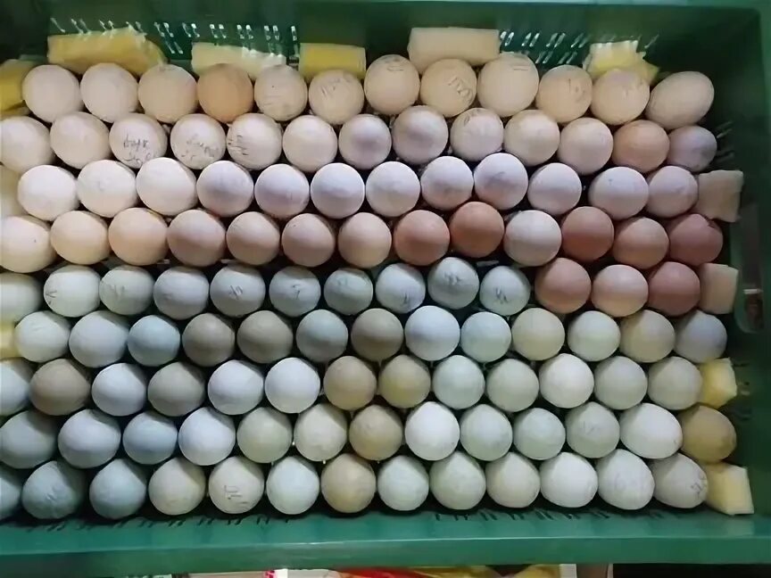 Яйца Леггорн фото. Питерские яйца. Почем яйцо продают инкубаторский. Инкубационное яйцо Леггорн купить.