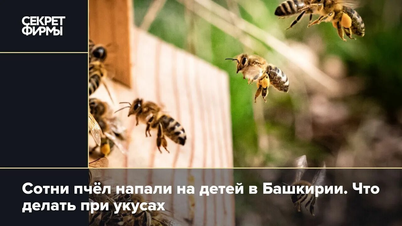 Пчелы 1 разбор. Первая помощь при жале пчелы. Как пчела но без жала. Пчела жмииииии Мем. Пчела жалющая или нет.