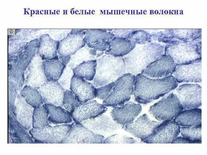 Красные мышечные волокна