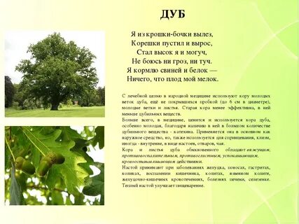 Впр текст про дуб