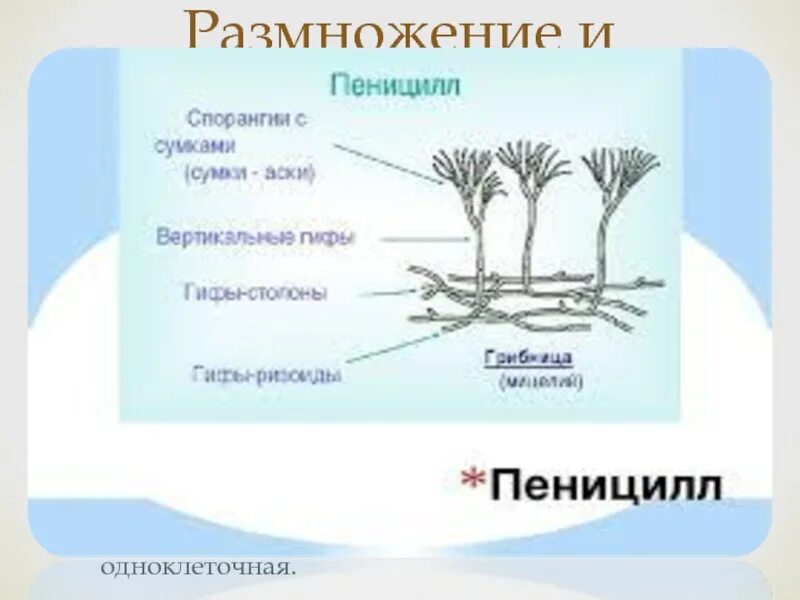 Строение и значение пеницилла. Жизненный цикл гриба пеницилла. гриб пеницилл цикл развития. мицелий пеницилла.