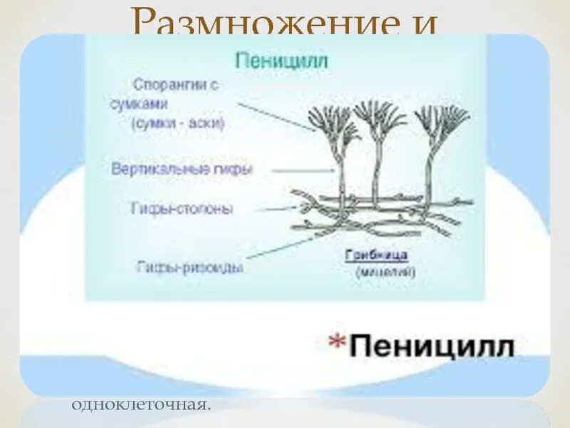 Пеницилл группа организмов. Мицелий грибов пеницилл. Жизненный цикл гриба пеницилла. Гриб пеницилл цикл развития. Цикл размножения пеницилла.