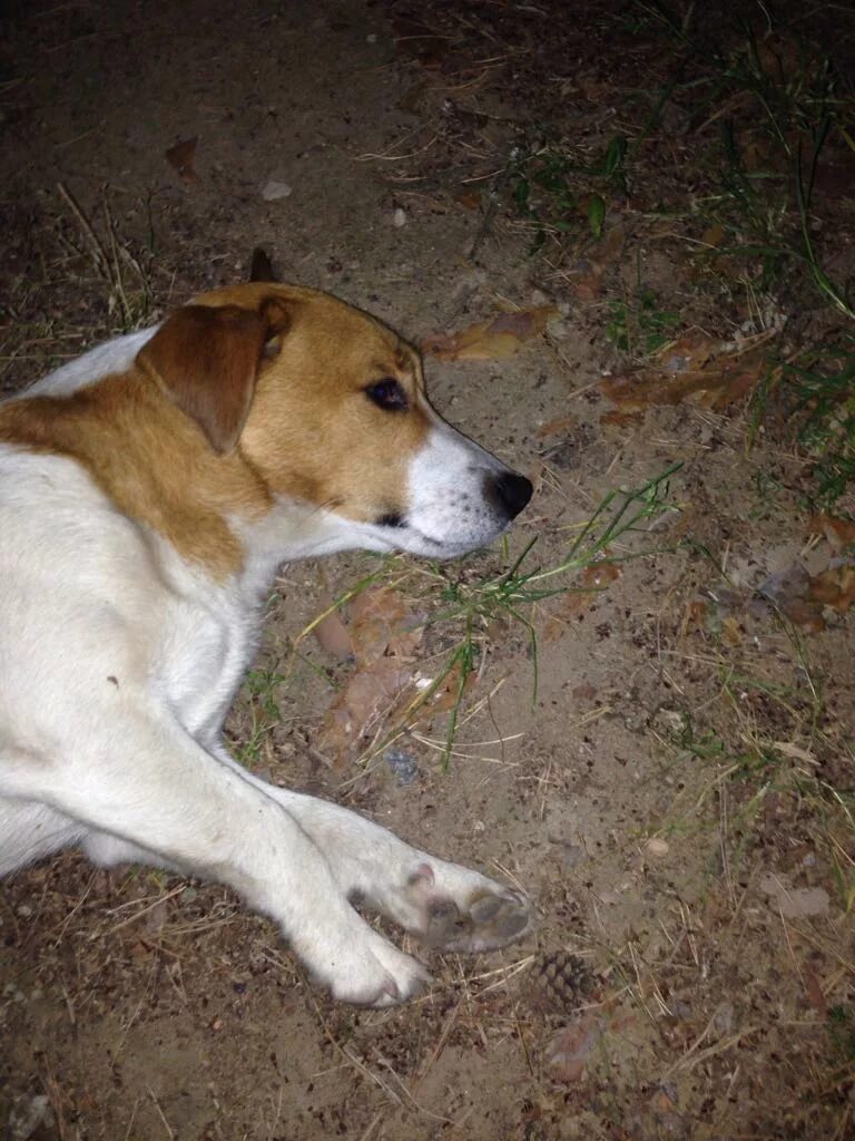 Потеряна собака московская область. Найдена собака Джек Рассел. Пропала собака Джек Рассел терьер. Пропала собака Джек Рассел. Джек Рассел щенок найден.