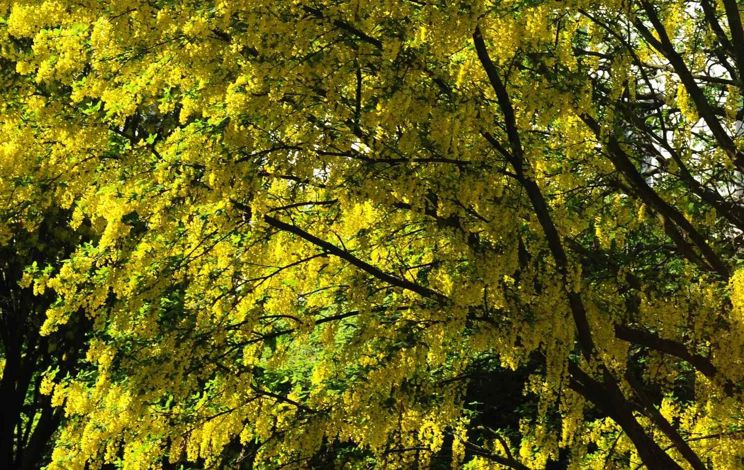 Brilliant fall color...excellent texture...unique leaf structure...LOVE this tre