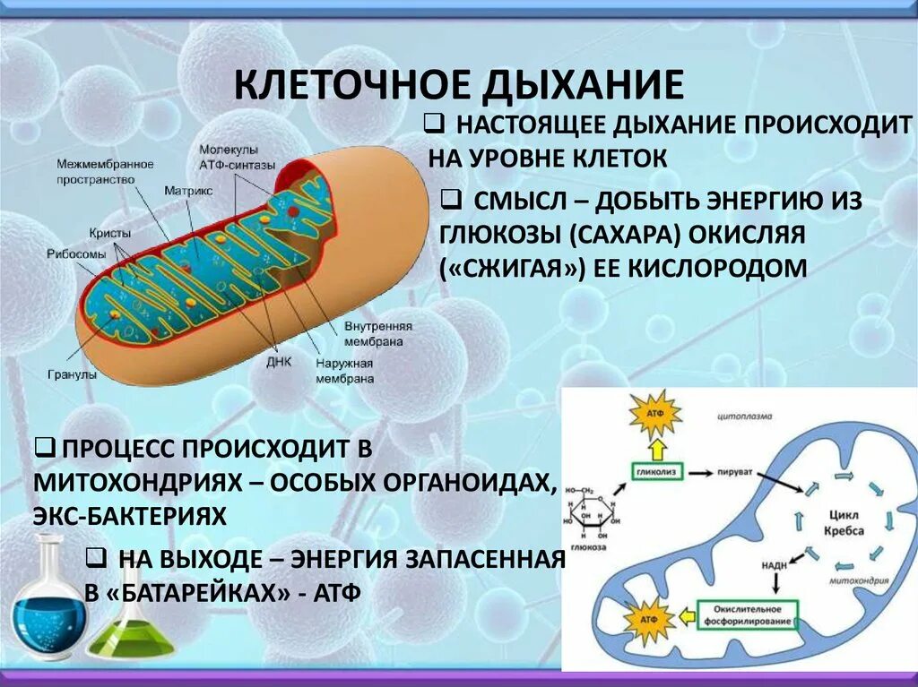 Митохондрии синтезируют атф. Схема кислородного этапа клеточного дыхания. Схема клеточного дыхания в митохондриях. Процессы проходящие в митохондриях. Клеточное дыхание происходит в митохондриях.