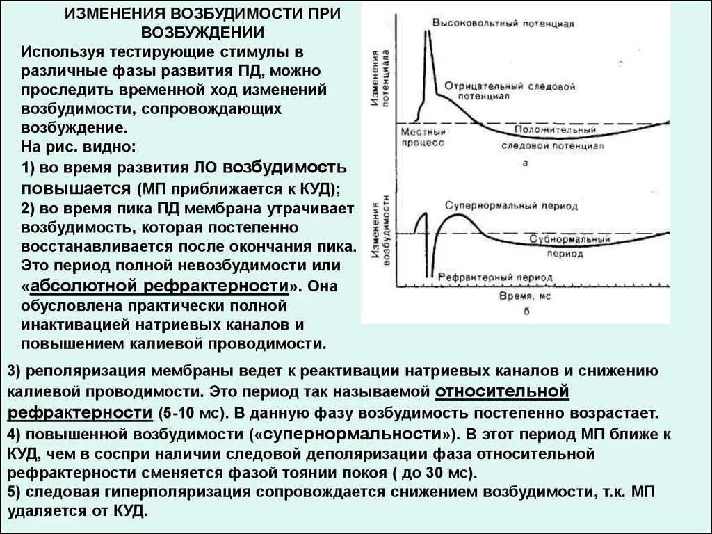 Изменение возбудимости при возбуждении физиология. График потенциала действия и возбудимости физиология. Кривая Ферворна физиология изменение возбудимости при возбуждении. Изменение возбудимости ткани при возбуждении.